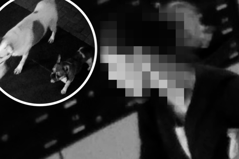 Frau schleicht um Studentenwohnheim und stiehlt Briefe, ihre Hunde halten Wache!