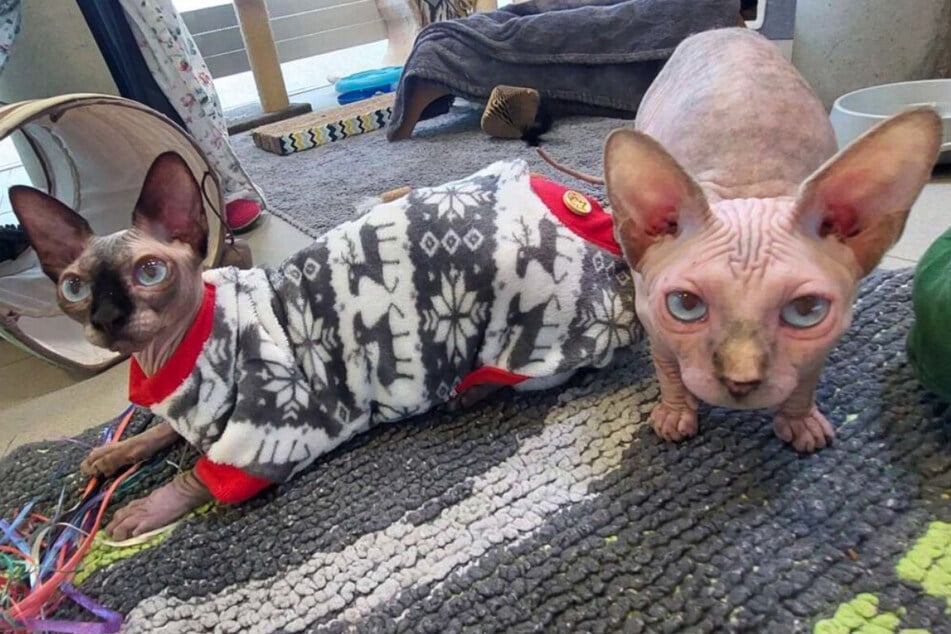 Die beiden Sphynx leben im Tierheim Berlin und hoffen auf eine entspanntere Zukunft.