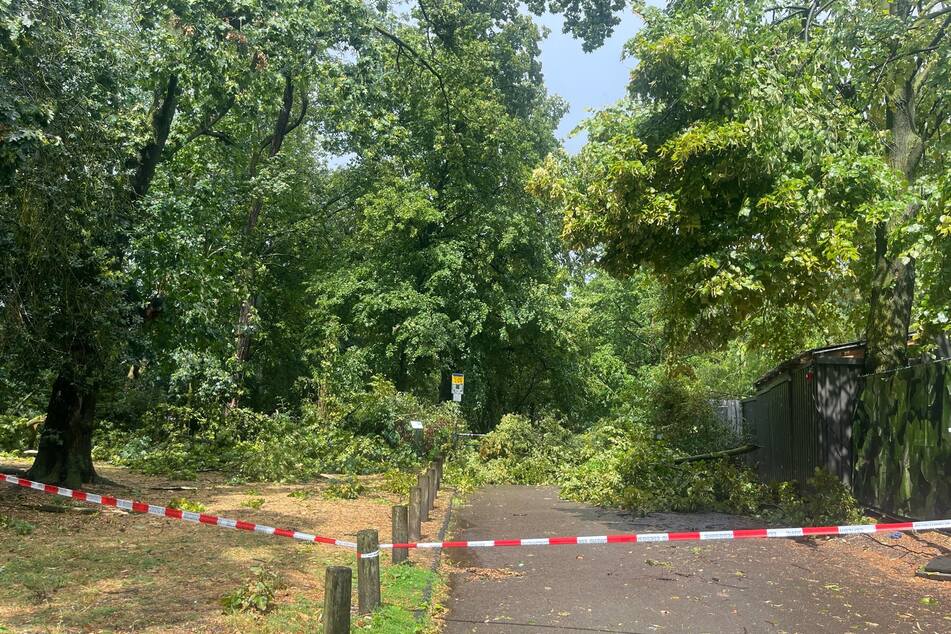 Im Kölner Stadtgarten wurde durch das Unwetter mehrere Bäume entwurzelt. Die Feuerwehr sperrte den betroffenen Bereich ab.