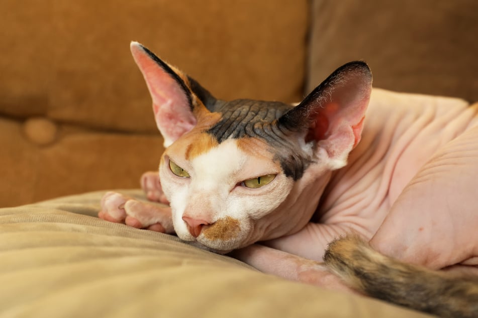 The large ears of the Sphynx are, apart from its hairless skin, its most unique feature.