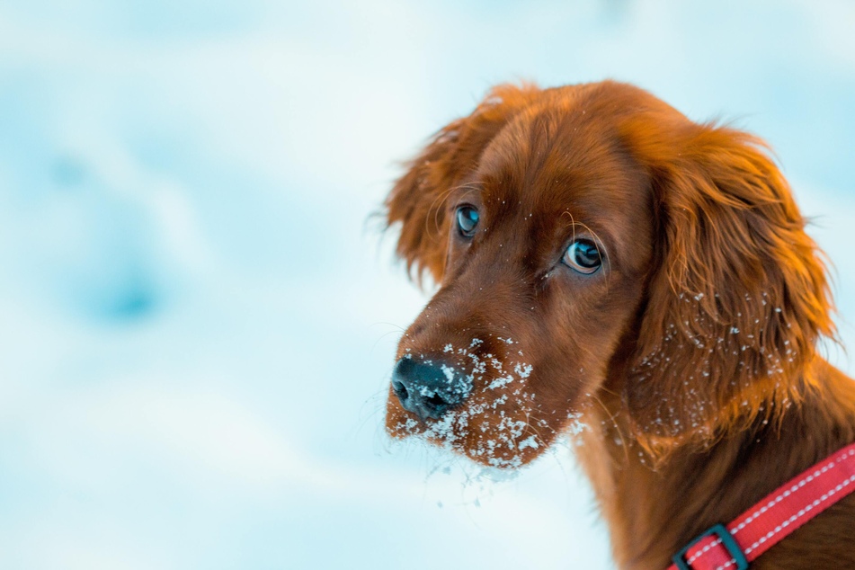 Dass der Hund Schnee frisst, sollte nicht zur Gewohnheit werden, denn dieses Verhalten kann schwerwiegende Folgen für die Gesundheit des Tieres haben.