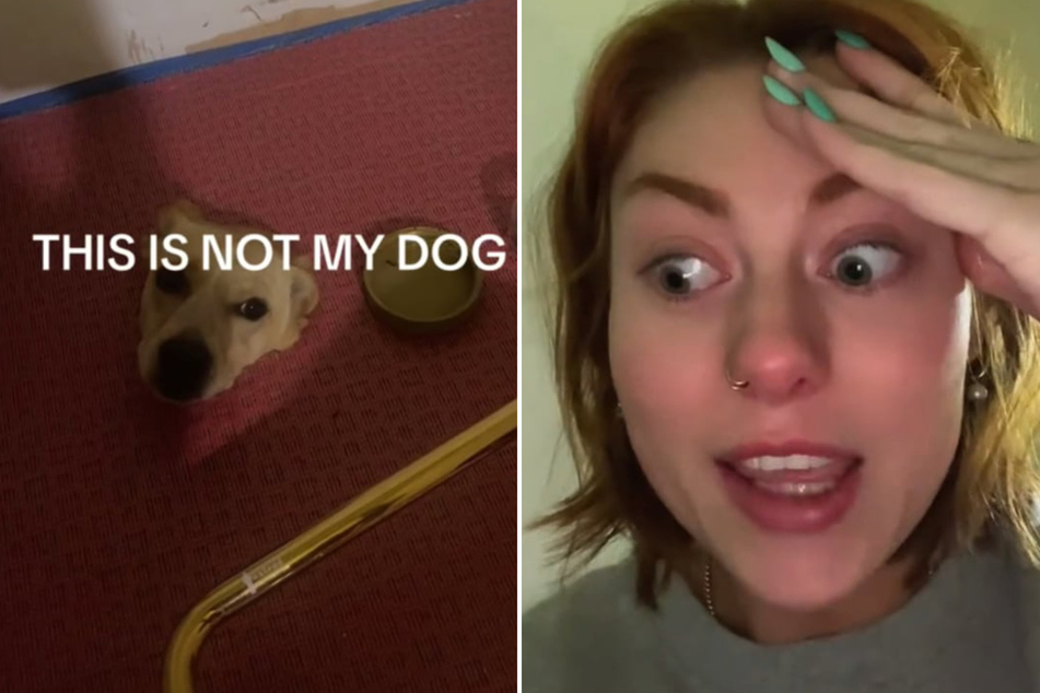 Strange dog trapped in bathroom floor gives TikToker shock of a lifetime