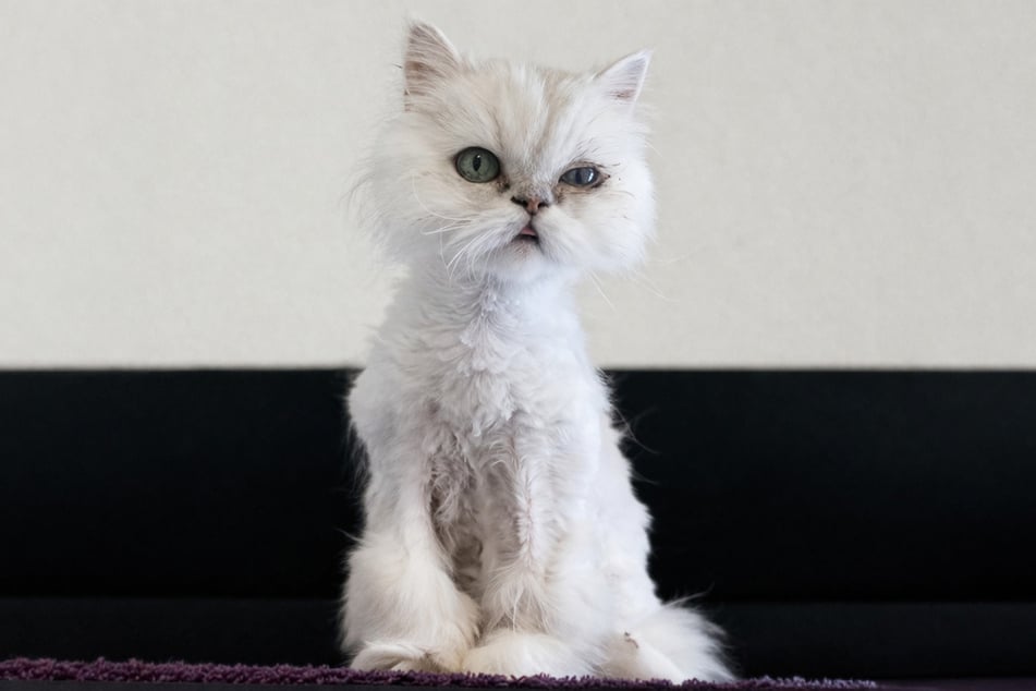 Perserkatze Laluna sucht ein Zuhause in Einzelhaltung.