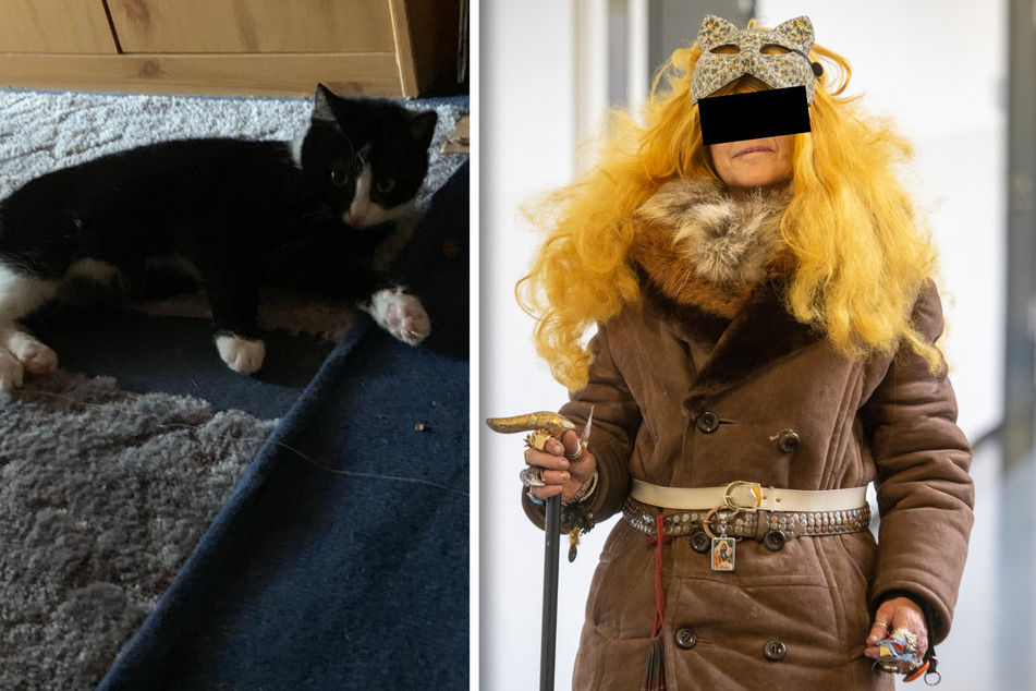 Viola V. (65) hatte sich einfach Nachbars Katze "Mauzi" gegriffen. Der Fall aus Prohlis wurde jetzt am Amtsgericht verhandelt.