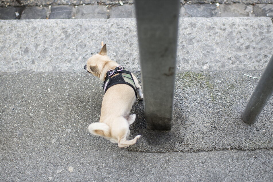 Ein Hund erleichtert sich an einen Mast. Das könnte zum Fall der Ampel geführt haben (Symbolbild).
