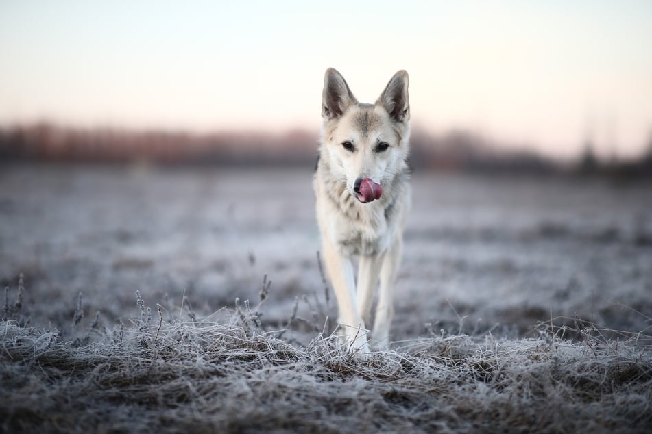 Schäferhund-Husky-Mix: anmutig, temperamentvoll und einzigartig.
