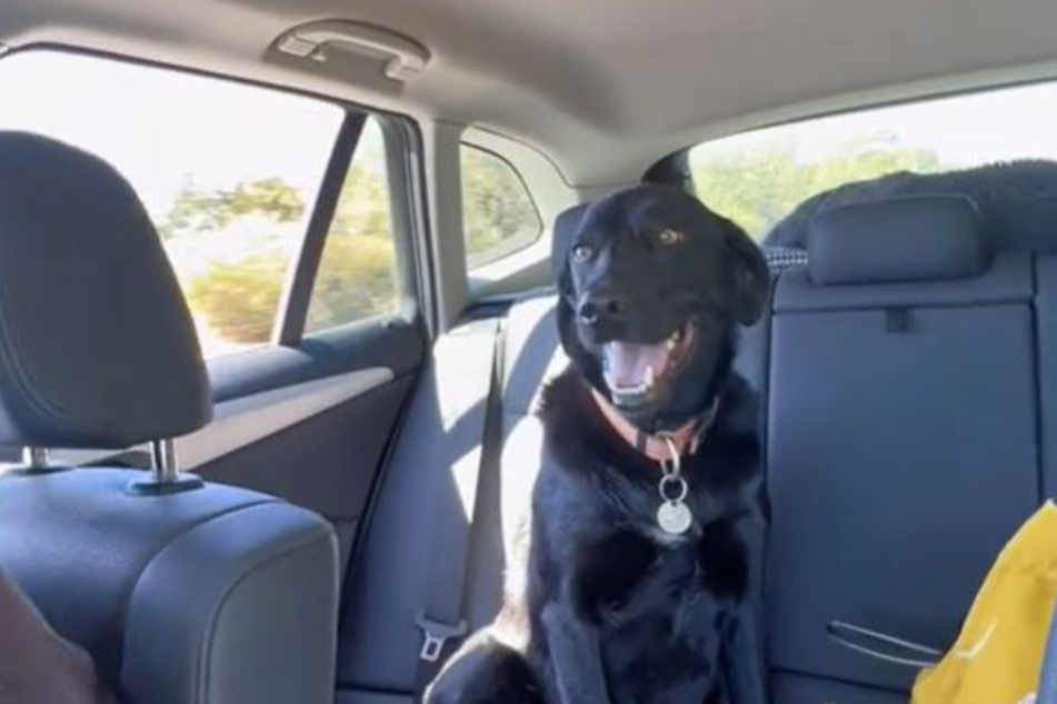 TikTokers say they can relate to how this dog feels on his way to and from the beach.