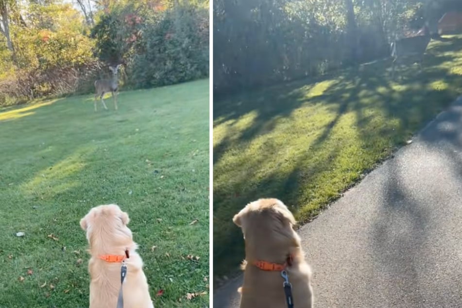 Der Golden Retriever liebt es, Rehe auf seinen Spaziergängen zu beobachten.