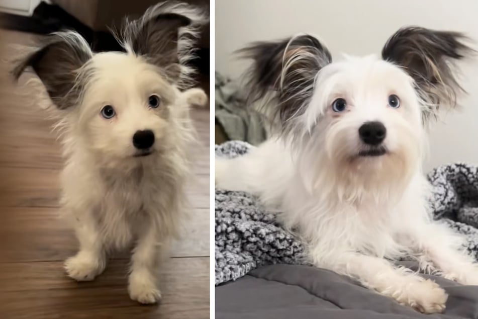 "Sage" fiel schon als Welpe durch ihre großen, schwarzen Ohren auf.