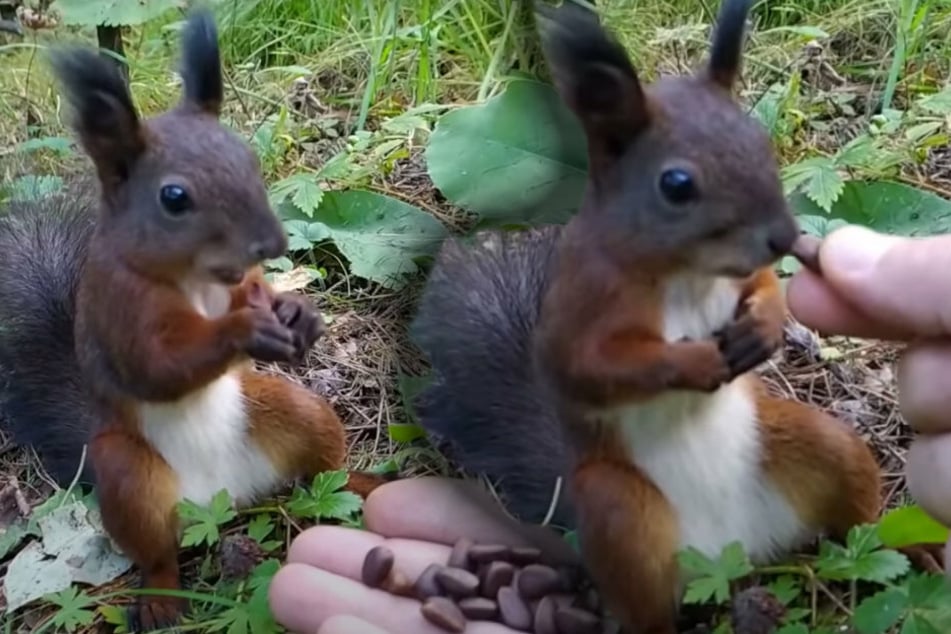 Zunächst freut sich das Eichhörnchen sichtlich über das Futter. Dann bewegt es sich auf einmal nicht mehr (r).