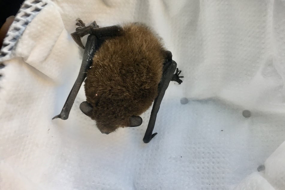 Die Zwergfledermaus konnte von der Feuerwehr gerettet werden.