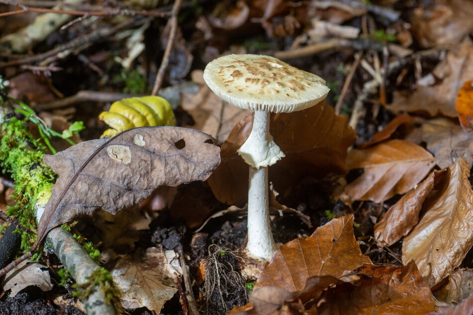 Der Gelbe Knollenblätterpilz ist weit weniger giftig als sein grüner Verwandter - und auch nur beim rohen Verzehr.