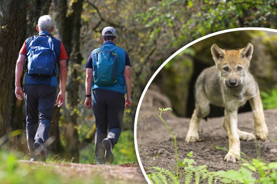 Keine Scheu! Wolfswelpe tapst Spaziergängern in Sachsen hinterher