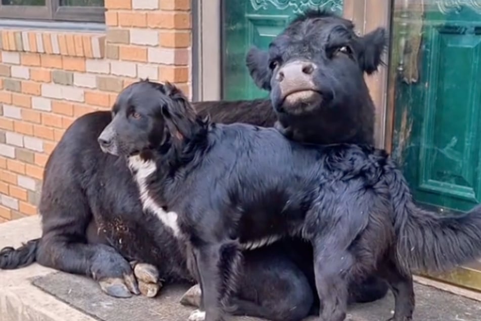 Der Border Collie und das Hausrind sind ein unzertrennbares Paar.