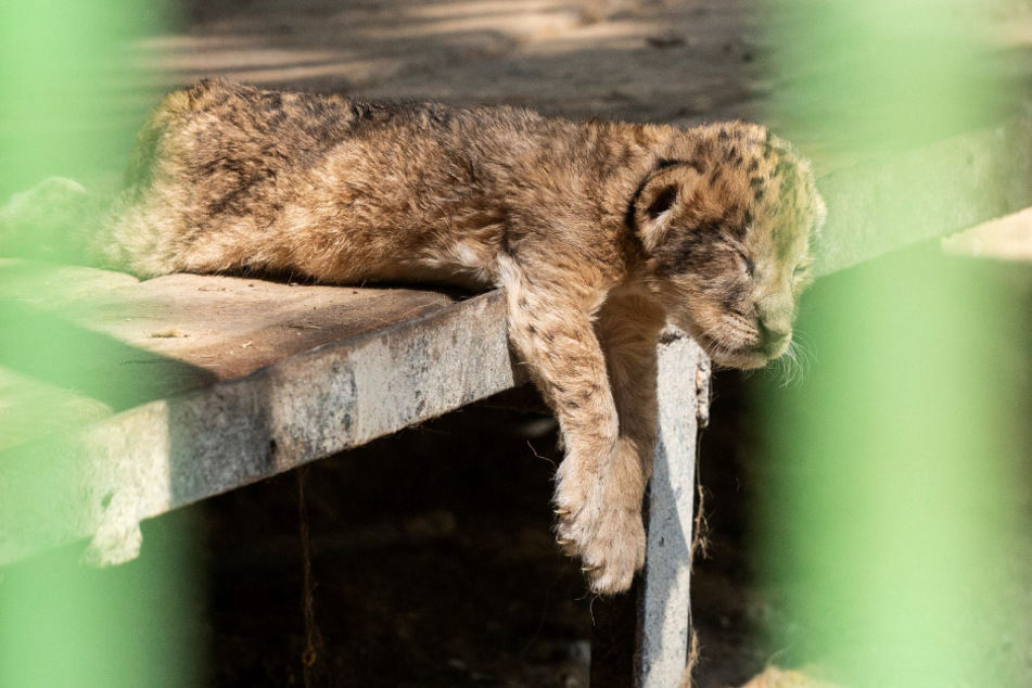 The baby lions are not at all well.