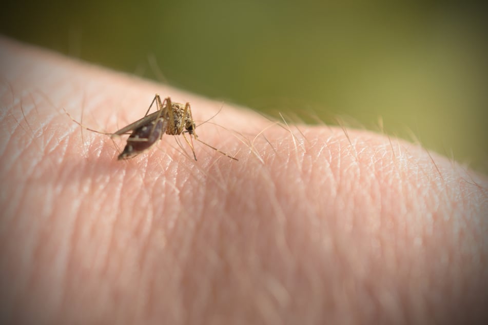 Reisende sollten sich vor Mückenstichen schützen und entsprechende Vorsichtsmaßnahmen treffen. (Symbolfoto)
