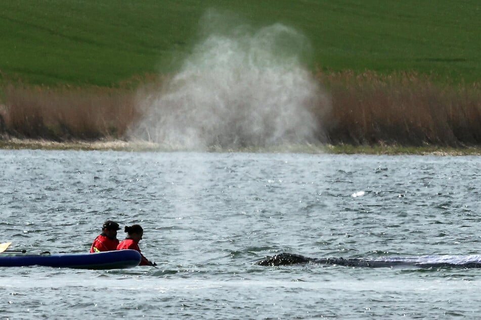 Was wird aus Buckelwal "Timmy"? Am Dienstag soll der Rettungsversuch stattfinden.