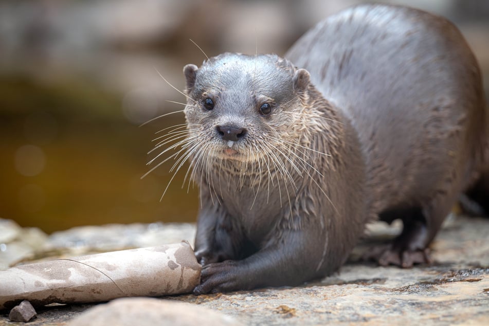 Mit Ottern verbinden die beiden Gründerinnen "Leichtigkeit" und entschieden sich deshalb dafür, ihre App "Hey Otters" zu nennen.