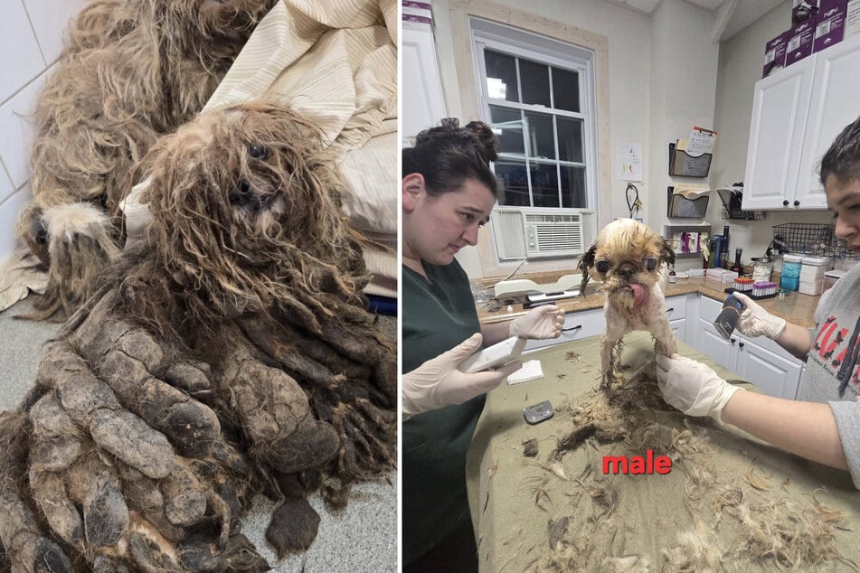 Örtliche Tierheime nahmen die Hunde in Obhut und rasierten vielen von ihnen das völlig verfilzte Fell ab.