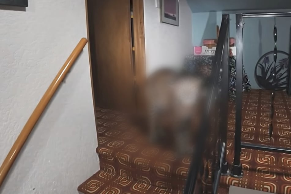 Mann fürchtet Einbrecher im Haus: Was dort wirklich lauert, hat er nicht erwartet