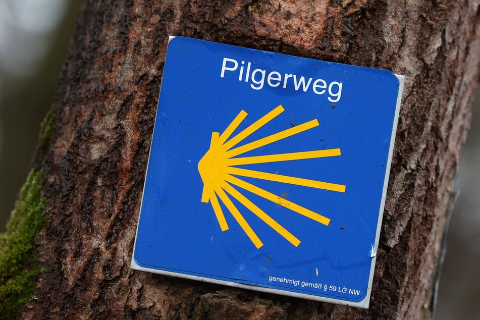 Der mehr als 200 Jahre alte Baum steht seit 1936 unter Schutz - nun ist er Teil des neuen Pilgerwegs.