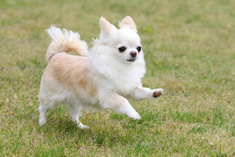 Chihuahuas are some of the loudest and hardest-to-train dogs.