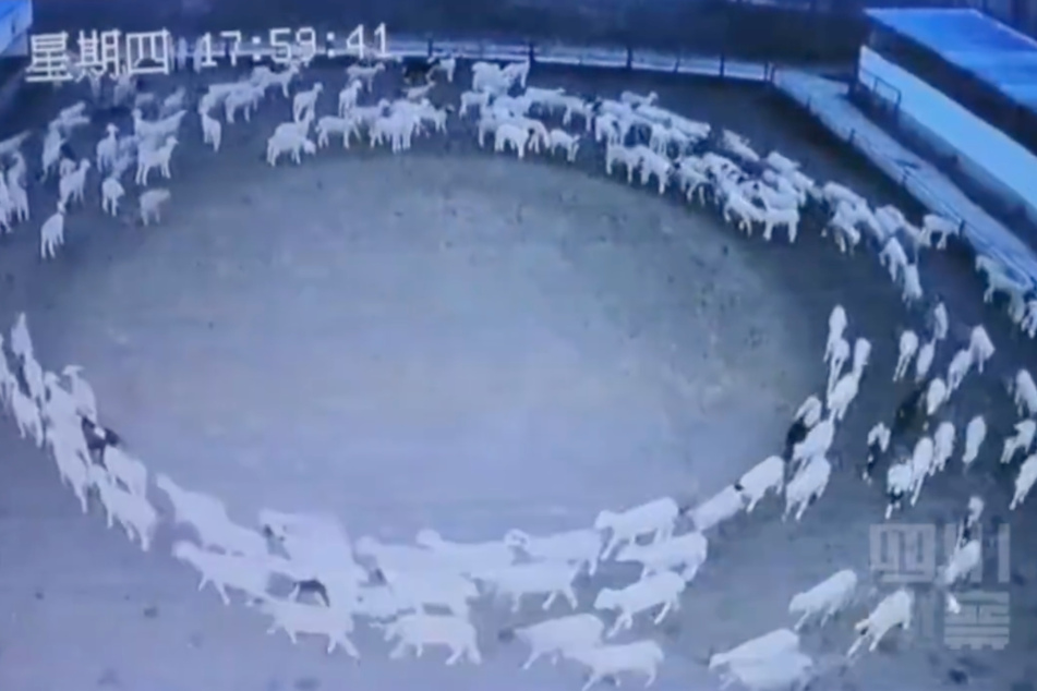 Bizarres Verhalten lässt Experten rätseln: Schafe laufen zwölf Tage pausenlos im Kreis