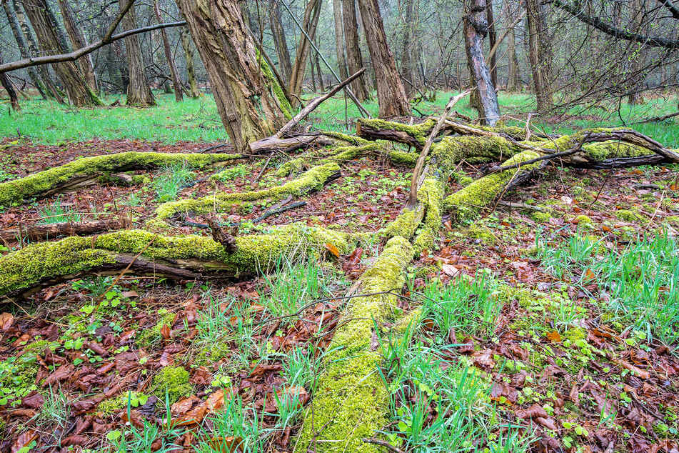 Das Totholz im Nationalpark Sächsische Schweiz würden die Heimatschützer am liebsten liegen lassen.
