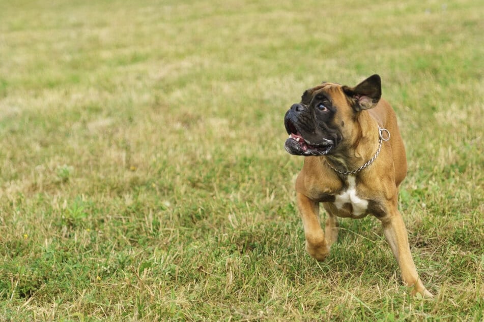 Se le retiró el perro al propietario (28). (Foto simbólica)