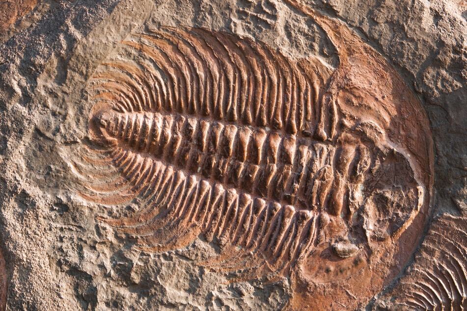 Uralte Fossilien sind im Naturkundemuseum ausgestellt. (Symbolbild)