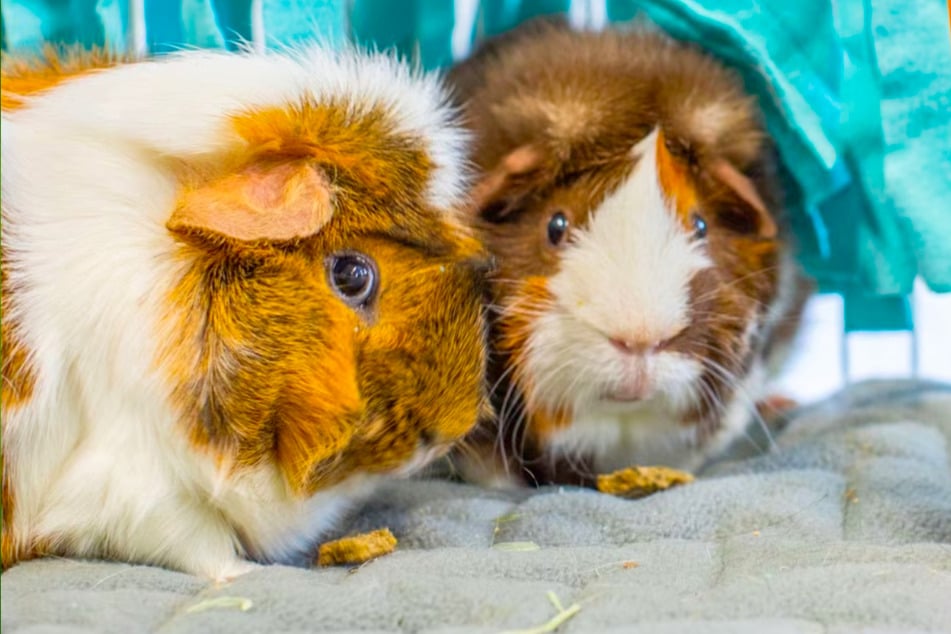 Make it a paw-ty with these Chewy offers on Tuesday, January 20