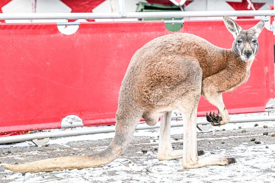 Der tierische Ausreißer war aus einem Zirkus entkommen.