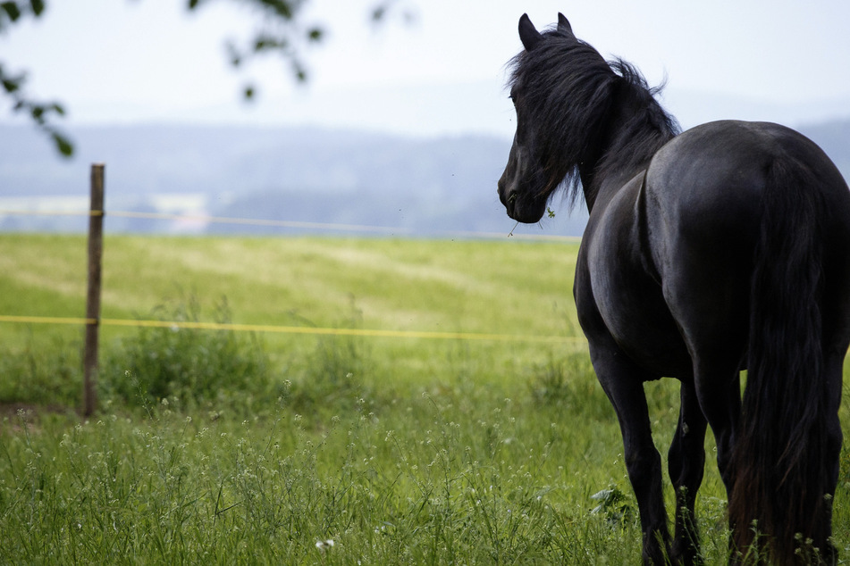 Nach Unfall: 45-Jähriger versucht sexuelle Handlungen an Pferden vorzunehmen