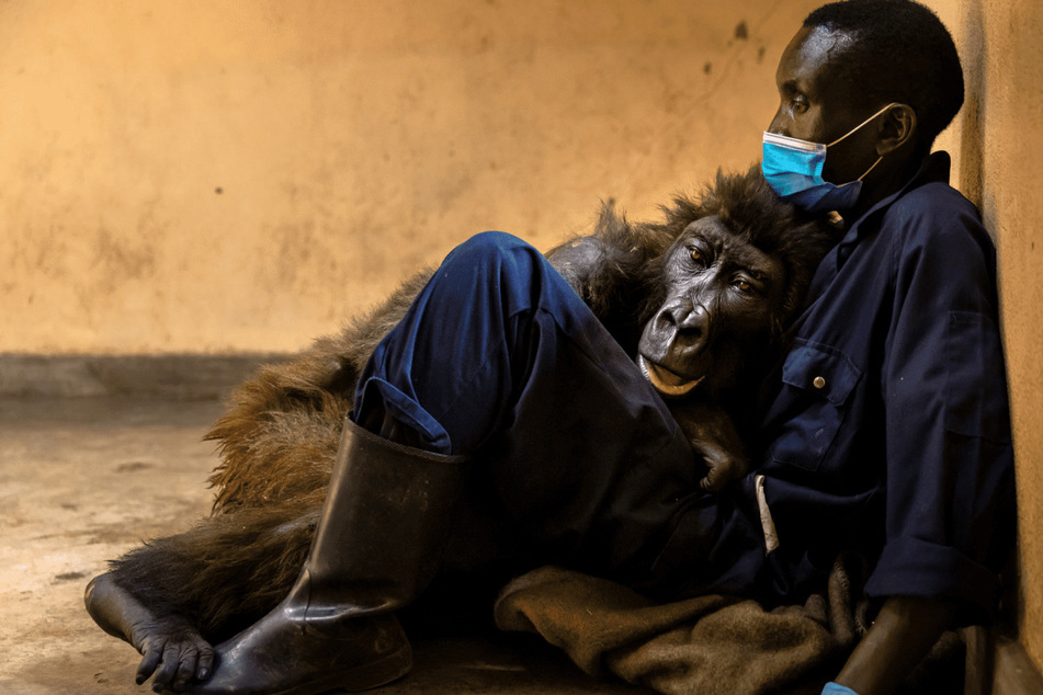 Verwaistes Gorilla-Weibchen in den Armen ihres Pflegers gestorben: Ein Selfie machte das Tier weltberühmt