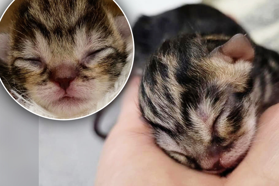 Dramatische Geburt im Tierheim: Er ist das einzige Katzenbaby, das überlebt hat
