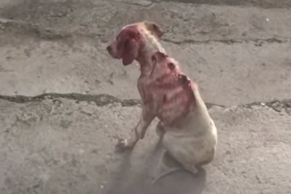 Hund ist mit Wunden übersät Erstaunlich, wie er nur eine Woche später