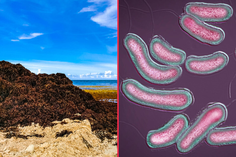 Flesh-eating bacteria found in Florida's massive seaweed blob