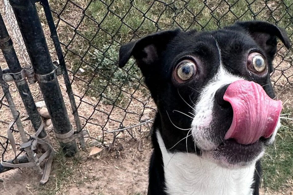 Als Tierheim-Mitarbeiter neuen Hund sehen, wissen sie sofort: Sie haben ein Problem