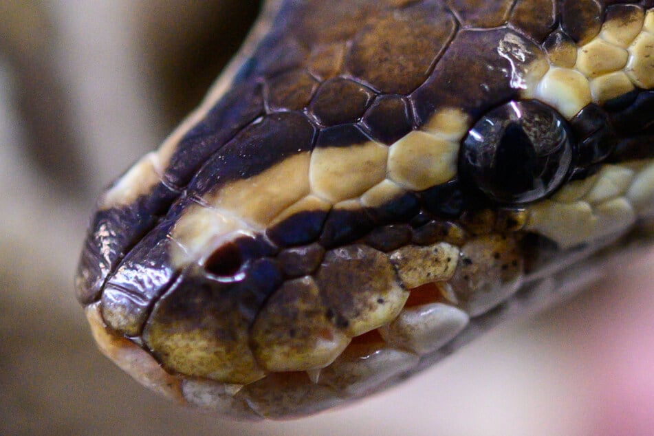 Nichts für schwache Nerven: 90 Reptilien bei Hausdurchsuchungen entdeckt