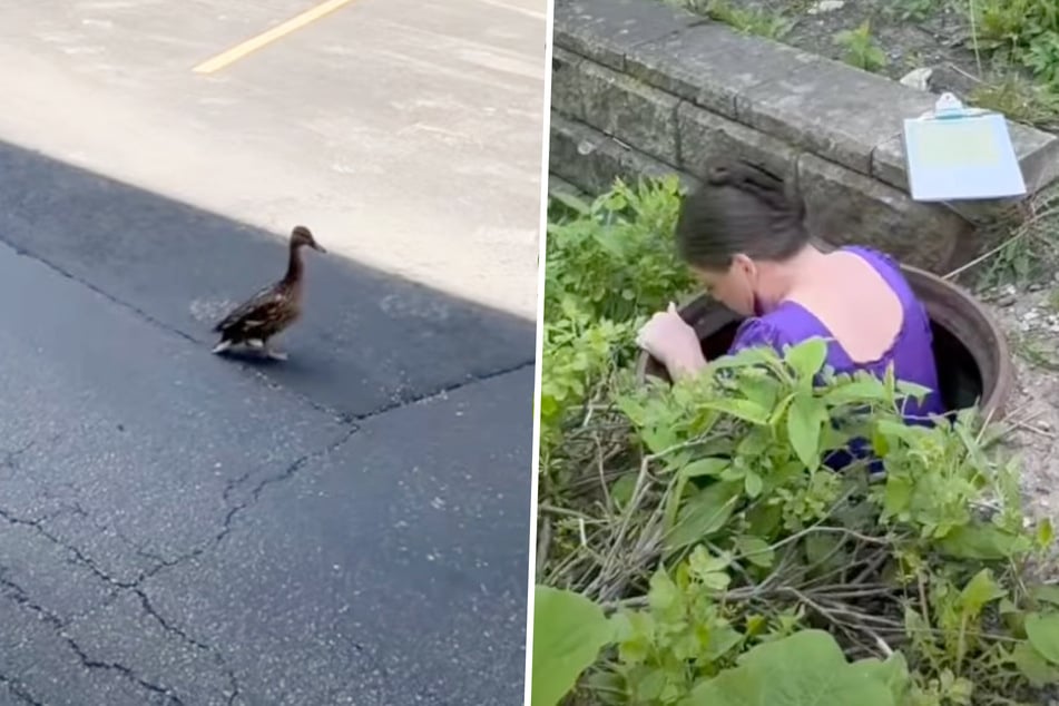 Die Ente wirkte hochnervös: Schließlich folgte Lisa Plassman ihr zu einem Abfluss.
