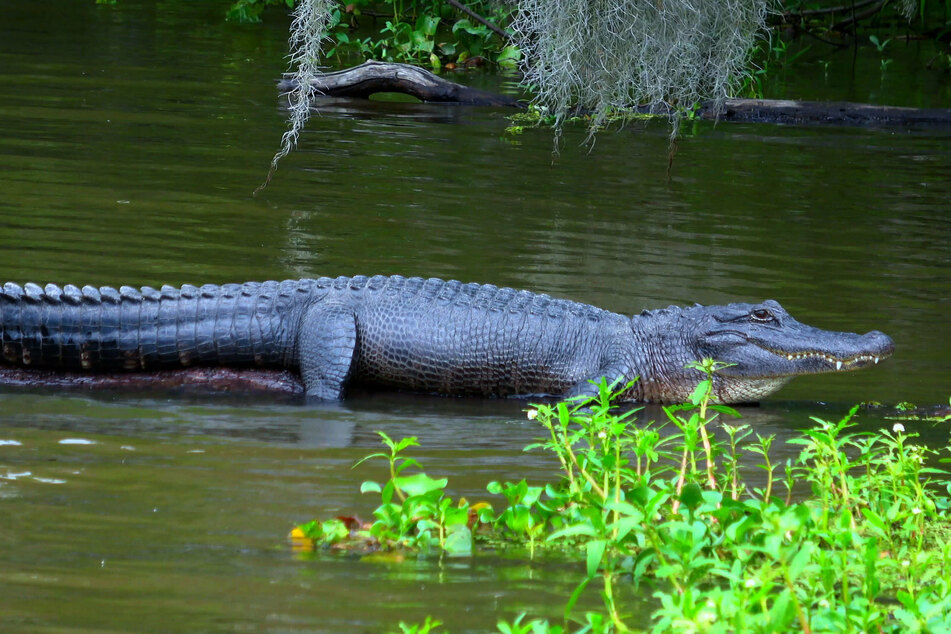Schockierende Aufnahme: Alligator verfolgt Schwimmer, dessen Reaktion verwundert