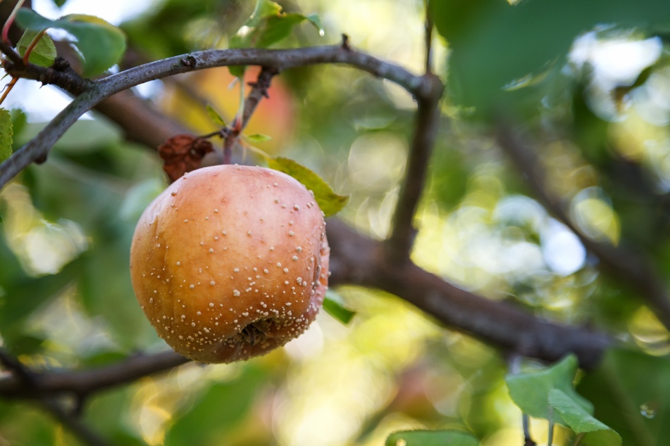 Ein befallener Apfel: Bleibt er hängen, wird er zur Fruchtmumie und nimmt Erreger in die neue Saison.