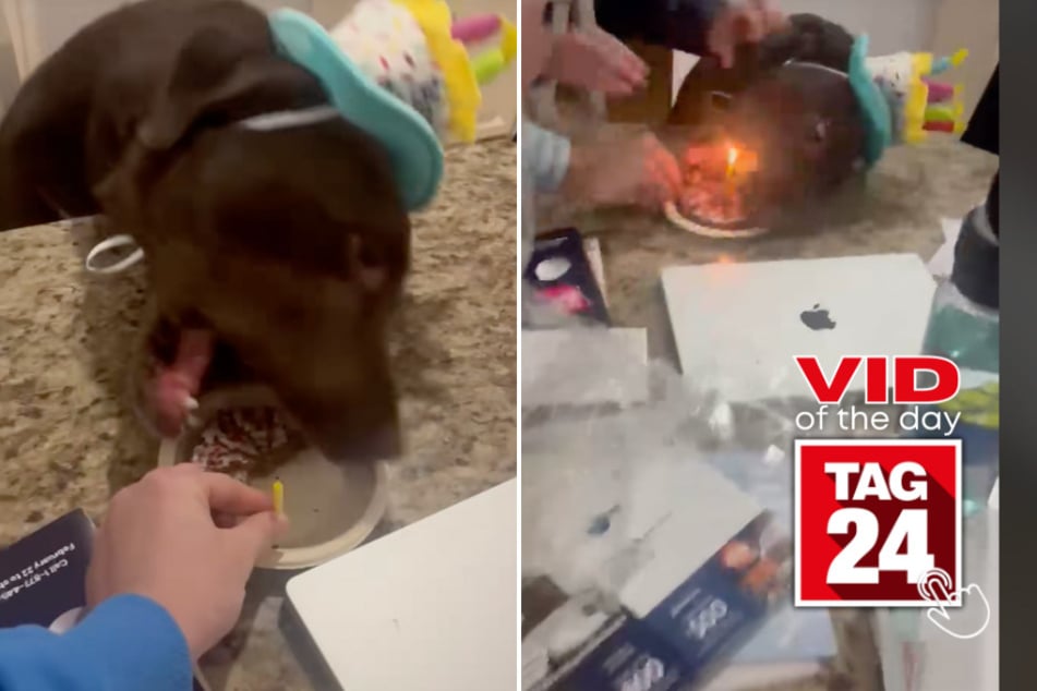 viral videos: Viral Video of the Day for March 2, 2025: Dog almost ruins his birthday with hot candle!