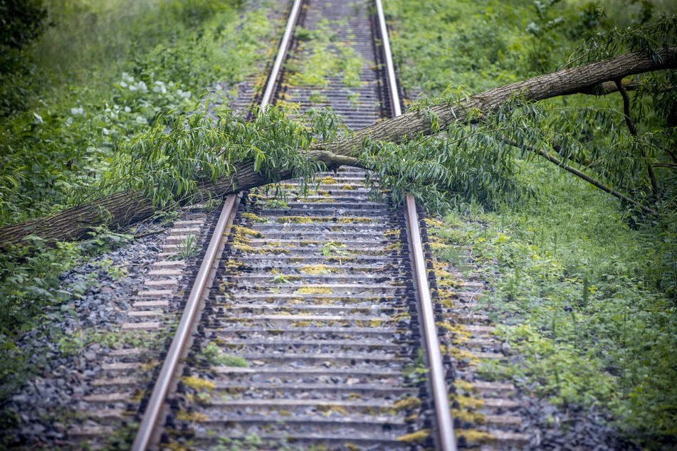 Ein umgestürzter Baum verhinderte bei Hennef die Weiterfahrt einer S-Bahn. 80 Reisende mussten auf Busse umsteigen. (Symbolbild)