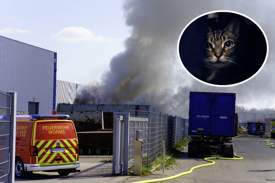 Brand in Rohstoffhandel in Worms: Feuerwehr rettet Katze aus den Flammen