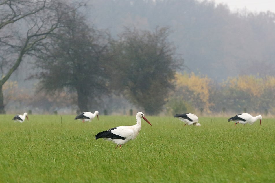 Weißstörche suchen auf einer Wiese am Niederrhein nach Futter. Eigentlich überwintern die Vögel in wärmeren Gebieten.