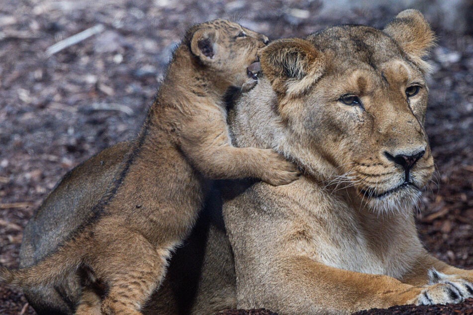 Wie niedlich! Zoo lässt über Namen von Baby-Löwen abstimmen