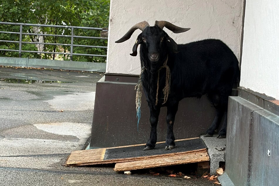 Der schwarze Ziegenbock machte am Freitag einen Ausflug auf eigene Gefahr.