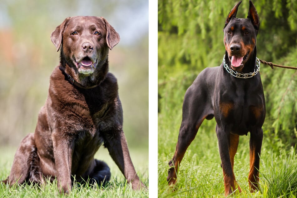 Labrador und Dobermann zeugen Nachwuchs: Das kommt dabei heraus