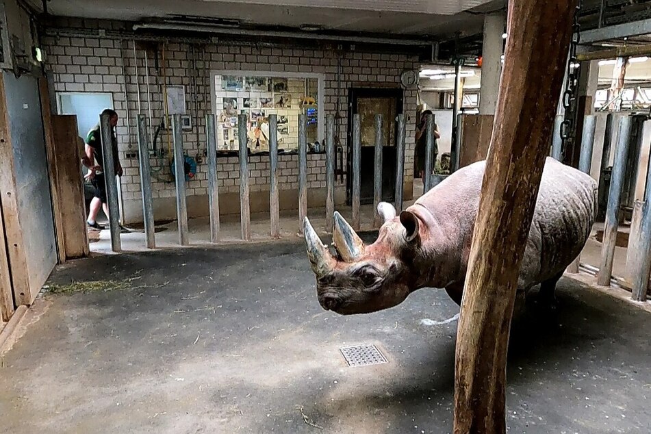 Maburi ist dabei erst vor Kurzem in den Zoo eingezogen.